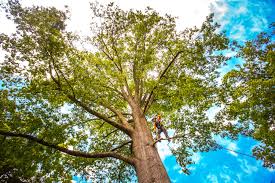 Best Fruit Tree Pruning  in Selma, CA
