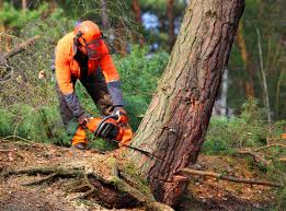Best Commercial Tree Services  in Selma, CA