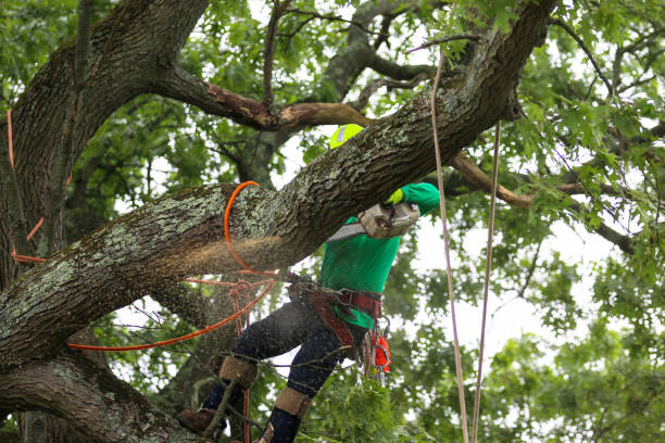 Best Seasonal Cleanup (Spring/Fall)  in Selma, CA