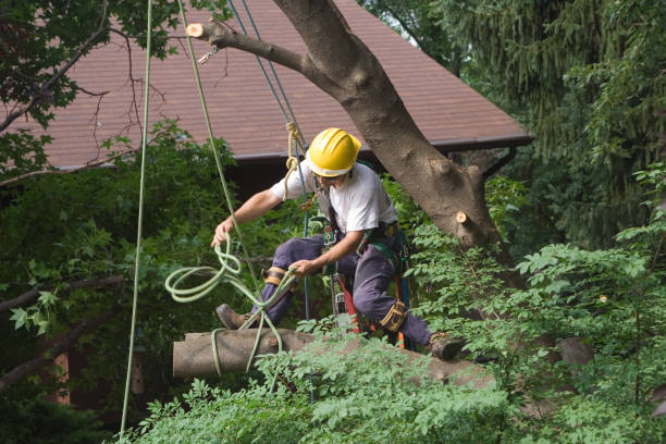 Best Stump Grinding and Removal  in Selma, CA