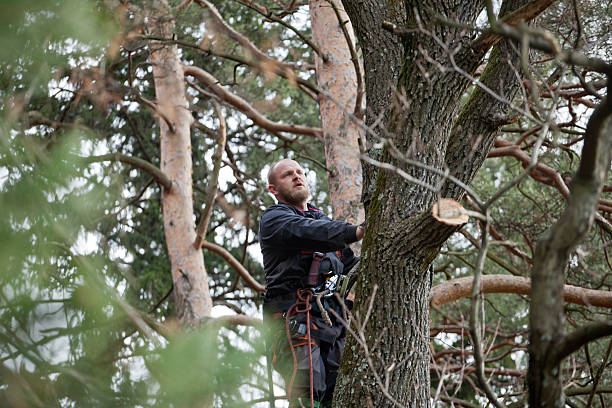 Best Emergency Tree Removal  in Selma, CA